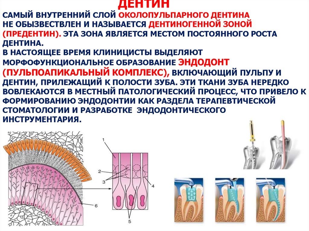 В чем особенность строения дентина какую. Предентин зона роста дентина. Околопульпарный дентин гистология. Плащевой дентин гистология. Строение дентина зуба гистология.