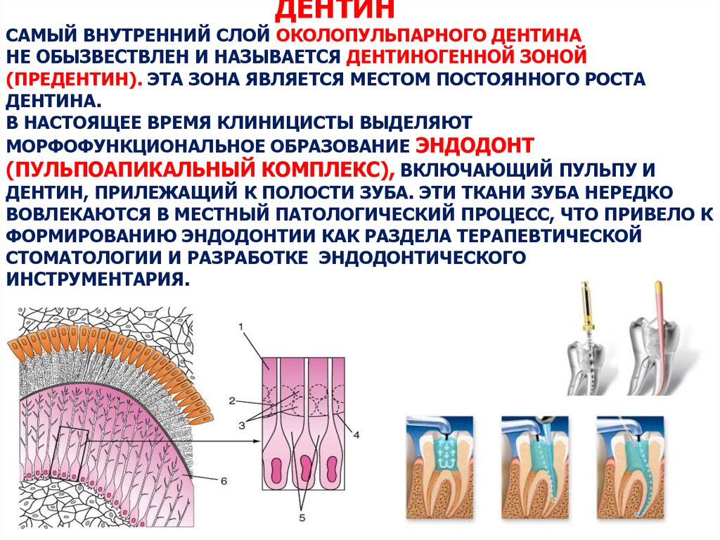 Внутренний слой. Предентин зона роста дентина. Околопульпарный дентин гистология. Околопульпарный дентин предентин и пульпа. Околопульпарный дентин функция.