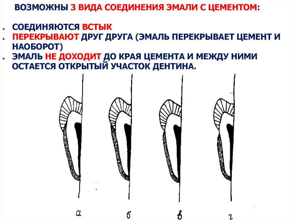 Эмалево дентинной. Цементно эмалевое соединение зуба. Виды эмалево цементного соединения. Эмалево дентинное соединение. Виды соединения эмали с цементом.