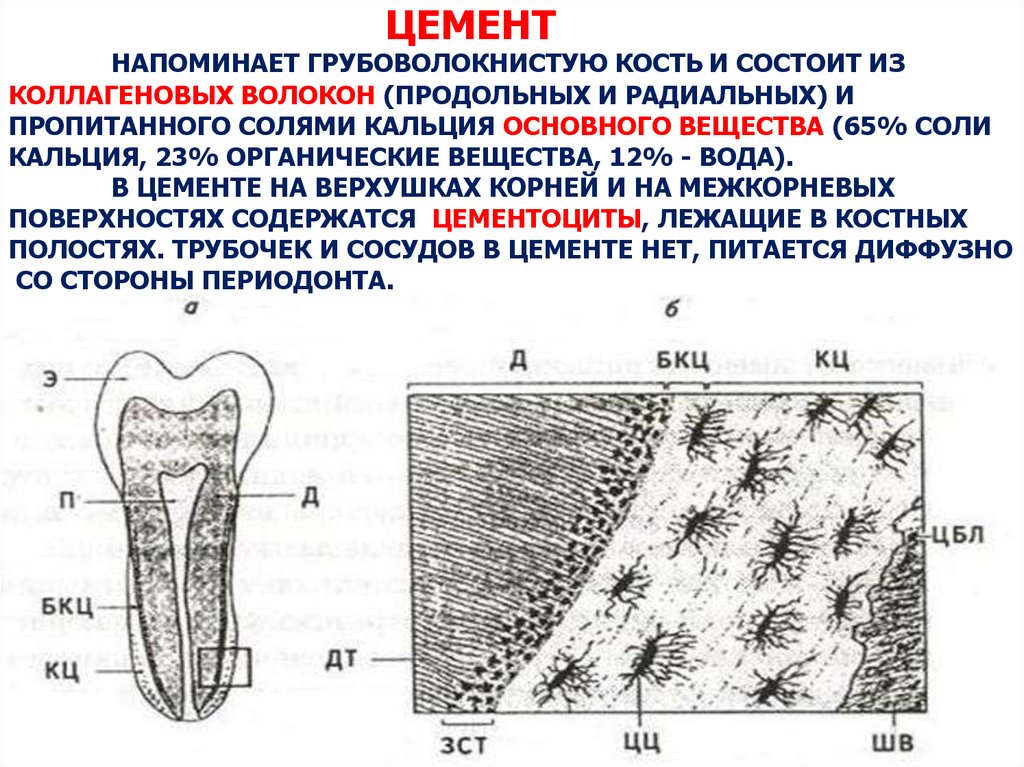 В чем особенность строения дентина какую функцию. Цемент зуба анатомия. Строение эмали дентина цемента. Цемент зуба гистология препарат. Строение цемента зуба гистология.