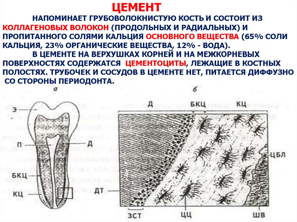Строение цемента зуба. Цемент зуба анатомия. Строение цемента гистология. Гистологическое строение цемента зуба. Строение эмали дентина цемента.