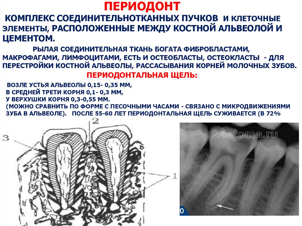 Пародонт строение и функции презентация