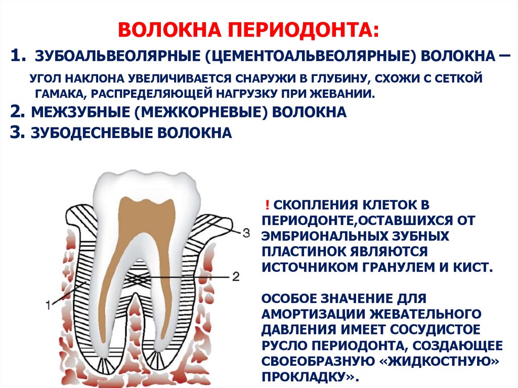 Какие части у зуба. Периодонт строение связки. Строение периодонта зуба волокна. Состав волокнистых структур периодонта. Связочный аппарат периодонта.
