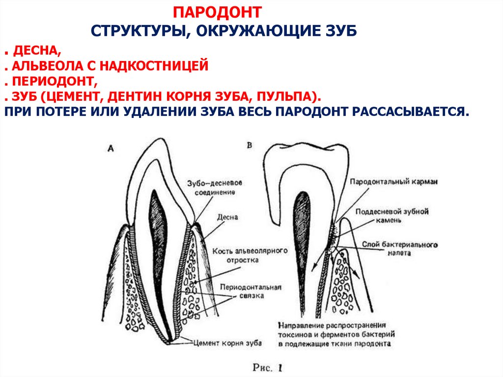 Прикрепленная десна