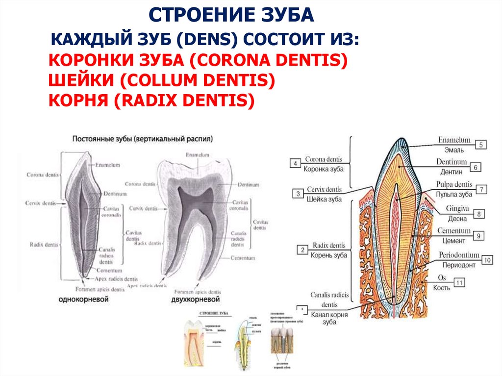 Корни в зубах схема