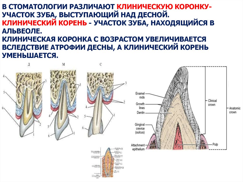Какую функцию выполняет коронка зуба. Строение анатомической коронки. Строение зуба клиническая коронка. Анатомия зуба коронка шейка корень. Топография клинической и анатомической шейки зубов.