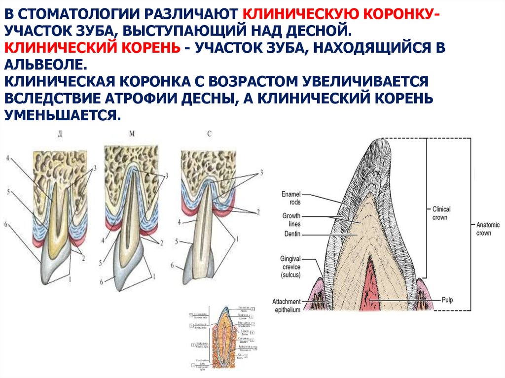 Анатомия зубов для стоматологов презентация