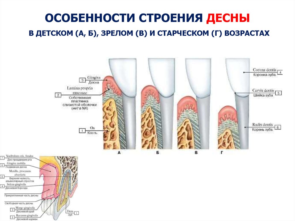 Строение десны человека фото с описанием