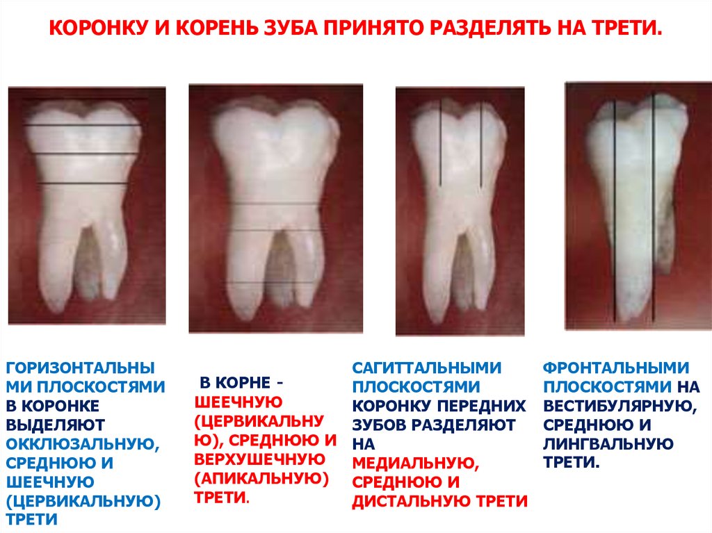 Общая анатомия зубов. Развитие и возрастные особенности строения ...