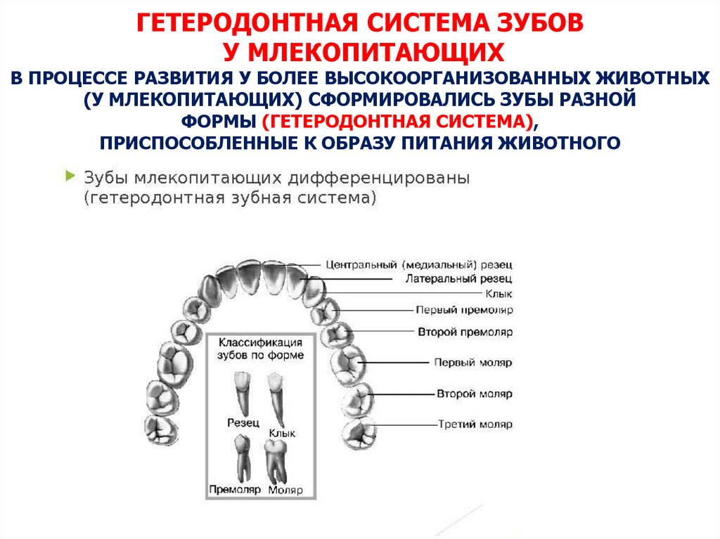 Гетеродонтная зубная система есть у льва