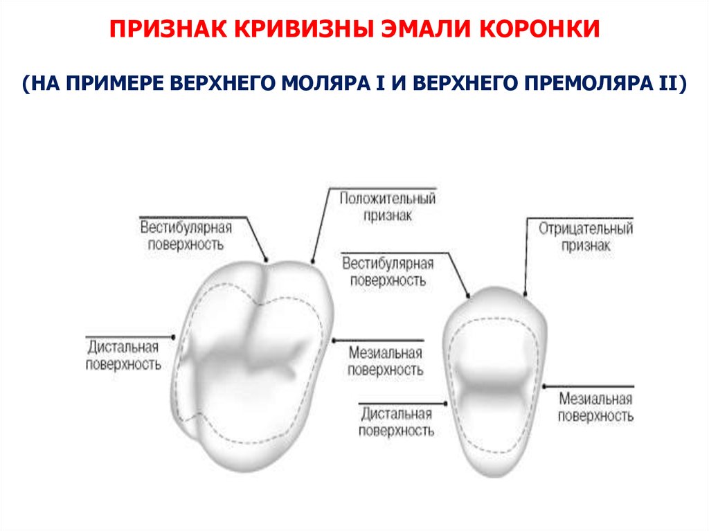 5 признаков зубов