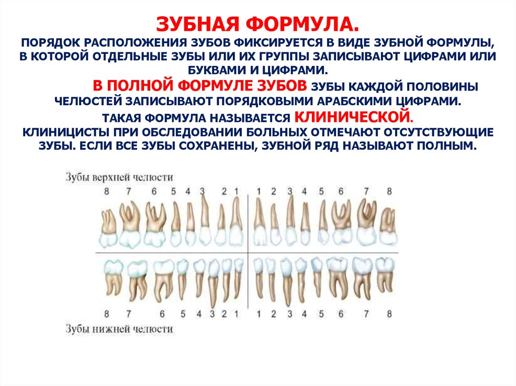 Зубная архитектура стоматология благовещенск