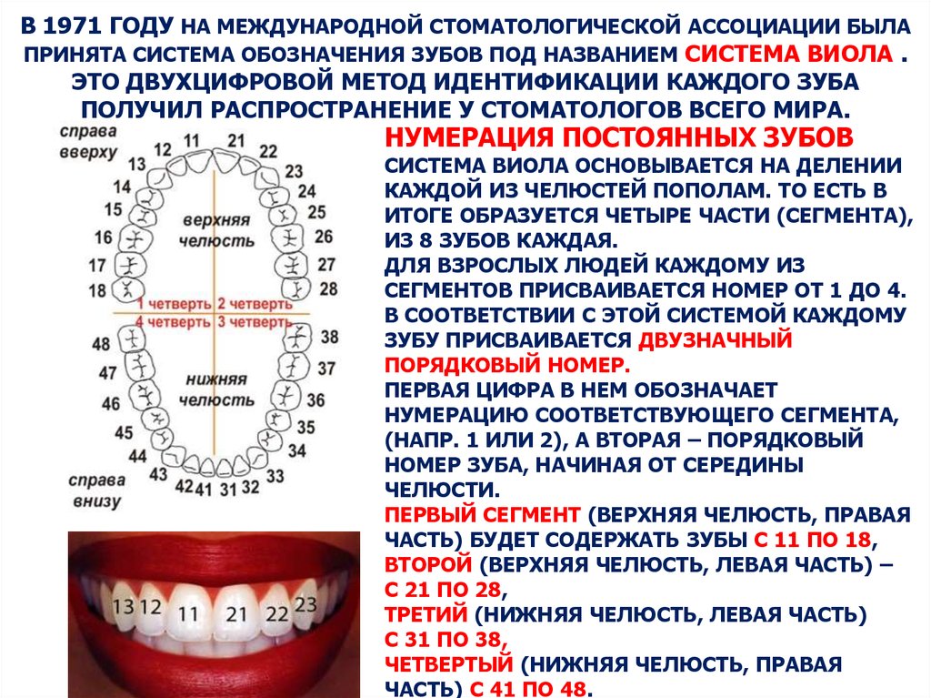 В какие дни удалять зубы. Зубы человека схема нумерация. Схема расположения и нумерация зубов в стоматологии. Нумерация зубов у стоматолога схема. Нумерация зубов в стоматологии схема у взрослых.