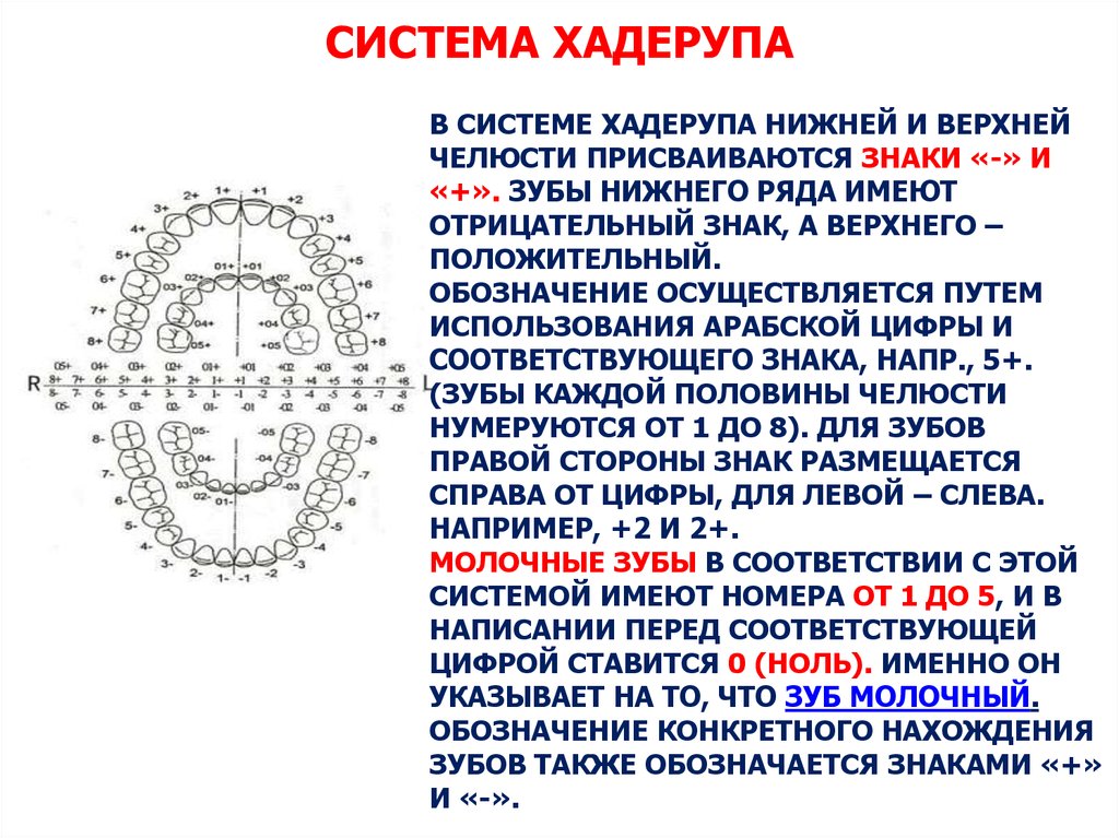 Интактный зуб это. Система Хадерупа обозначения зубов. Зубная формула Хадерупа. Системы обозначения зубов в стоматологии. Двухцифровая система зубов.