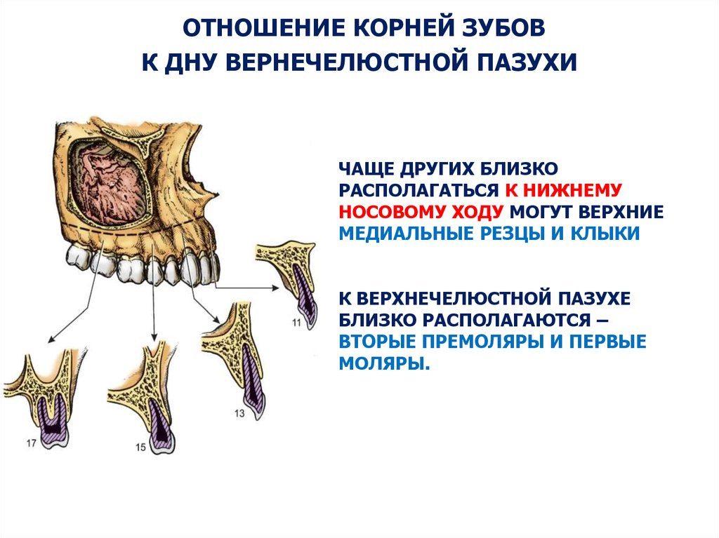 Для получения раздельного изображения корней коренных зубов центральный луч должен иметь направление