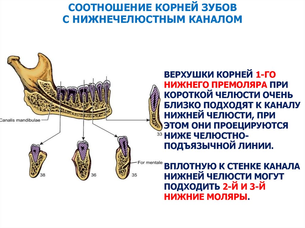 Коренные зубы нервы