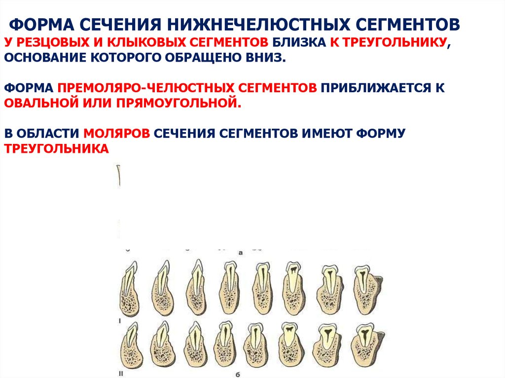 Форма основания. Зубочелюстные сегменты верхней челюсти. Зубочелюстной сегмент анатомия. Форма сечения резцовых сегментов нижней челюсти. Зубочелюстные сегменты ВЧ форма..