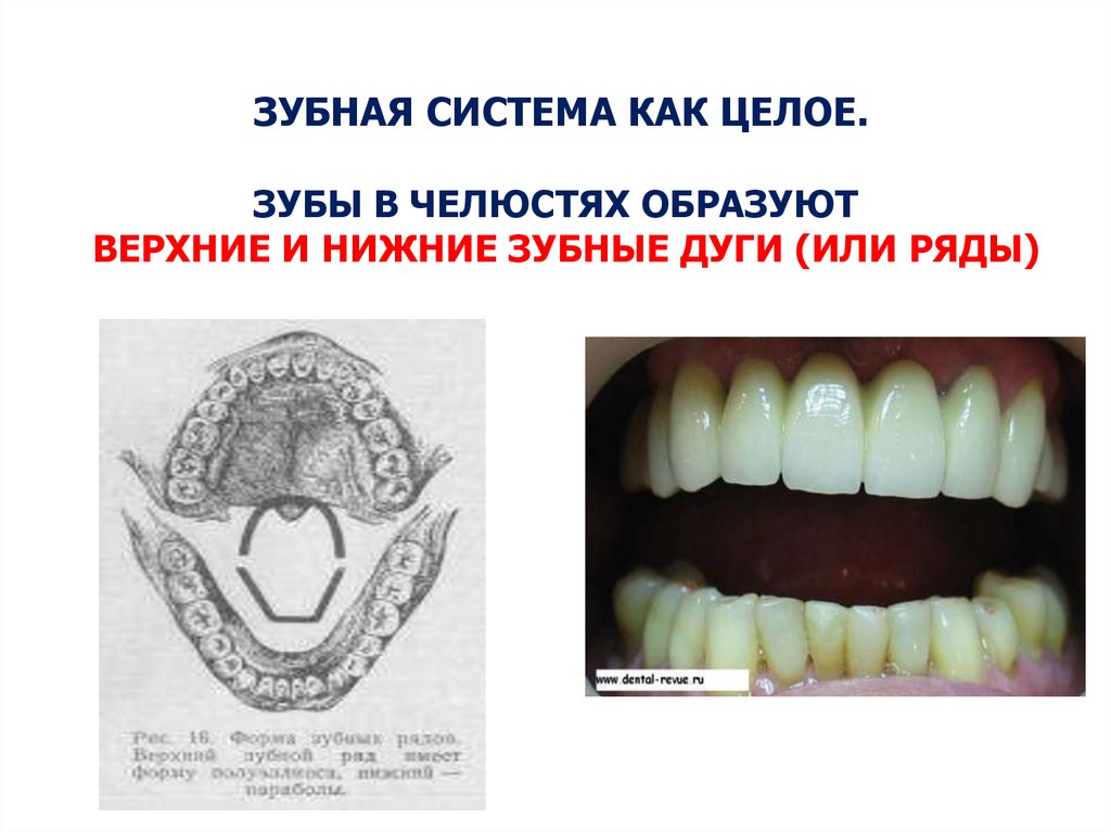 Возрастные особенности изображения зубов и челюстей в норме на рентгенограммах