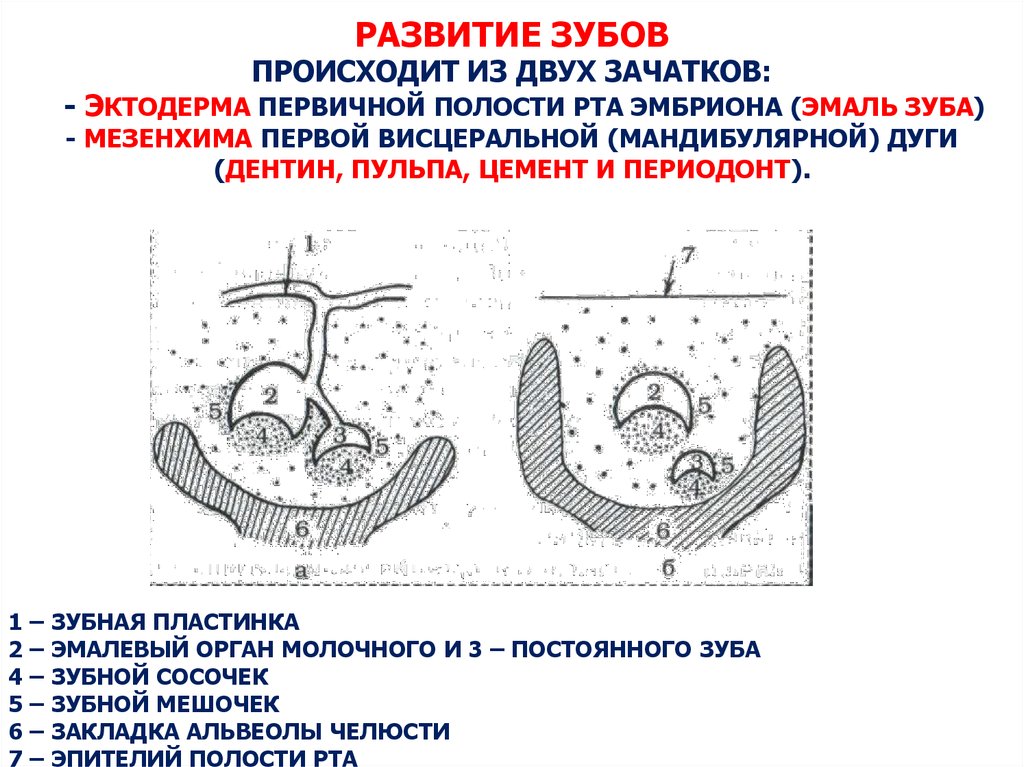 Полость появиться. Зубная пластинка эмбриогенез. Первый этап развития зуба. Развитие зуба первая стадия.