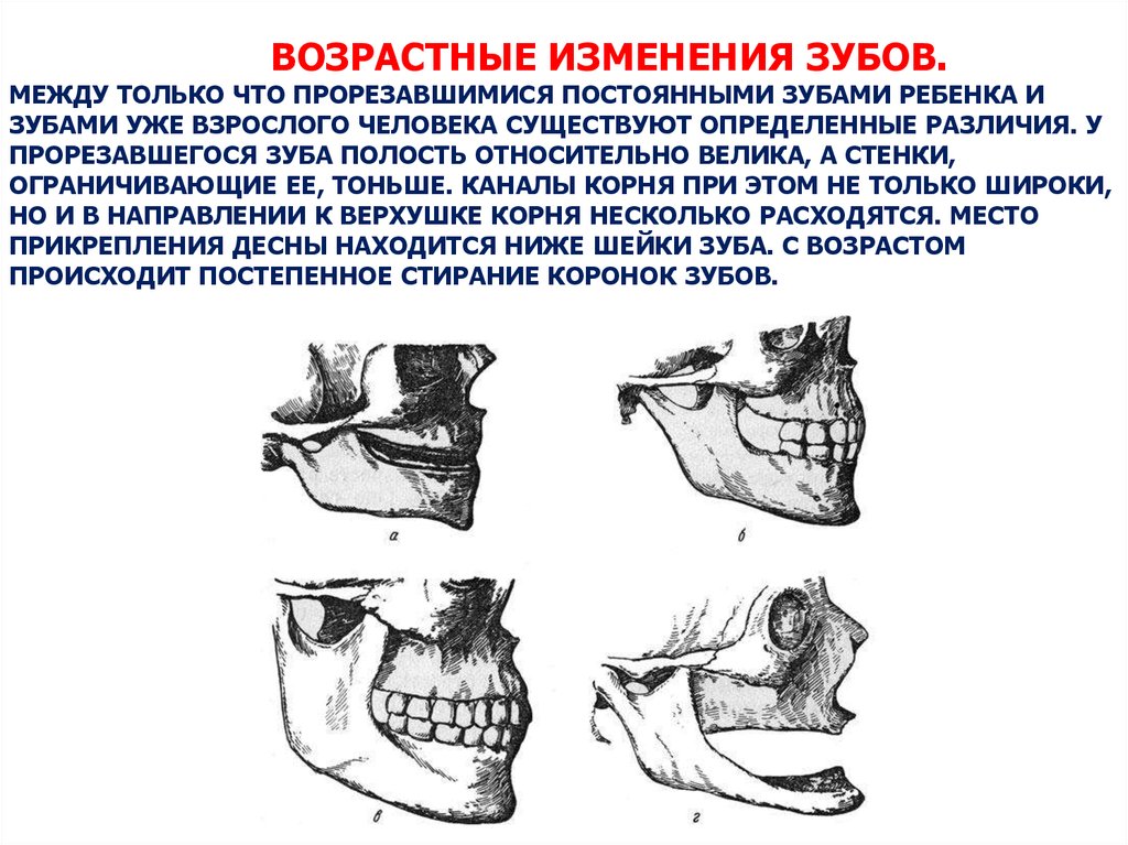 Анатомия челюстно лицевой области стоматология презентация