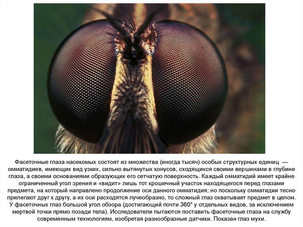 Глаза насекомых имеют. Строение фасеточного глаза насекомого. Фасеточные глаза у Жуков. Сложные фасеточные глаза. Фасеточные глаза мухи.