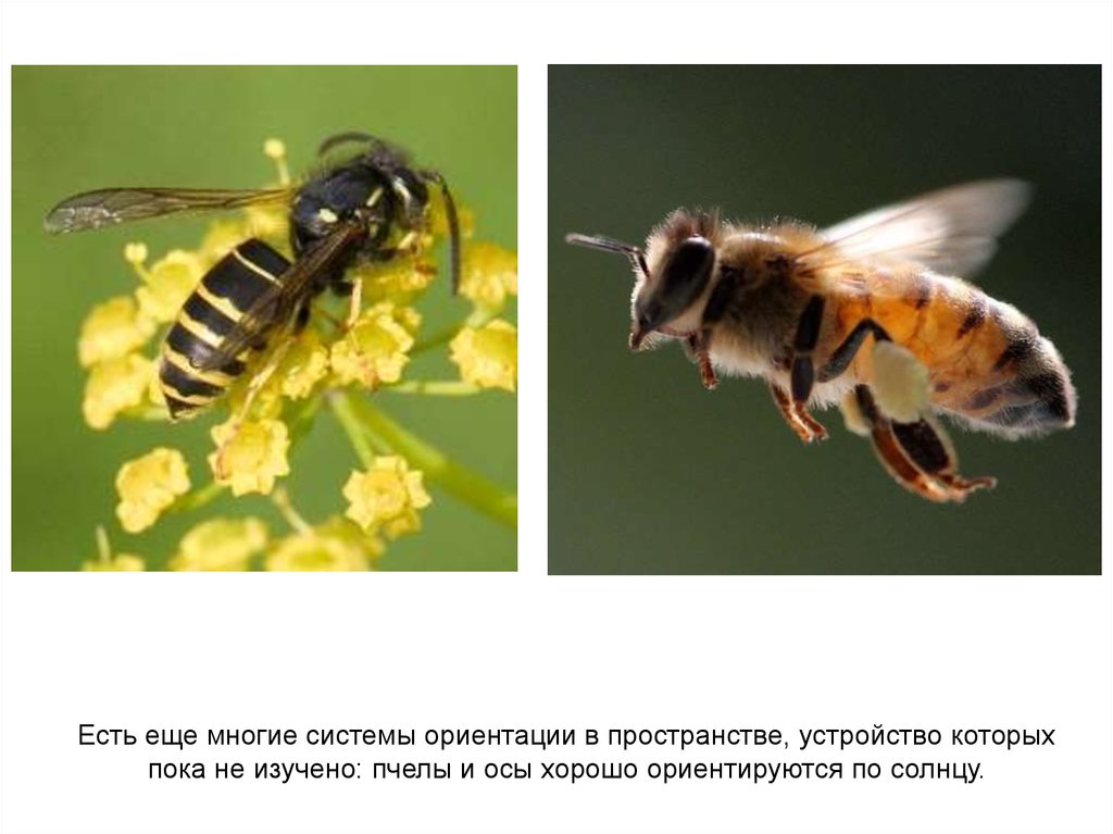 Животные ориентируются в пространстве. Бионика пчела. Как пчелы ориентируются в пространстве. Бионика Оса. Наука изучающая пчел.