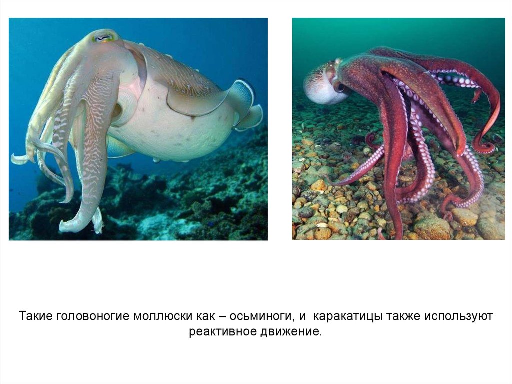 Передвижение головоногих. Головоногие моллюски кальмар. Кальмар осьминог каракатица. Головоногие Осьминоги. Реактивное движение головоногих.