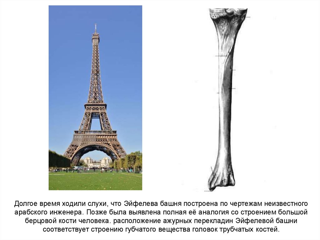 Башня костей. Эйфелева башня и берцовая кость. Эйфелева башня в Париже (повторяет форму берцовой кости). Эйфелева башня Бионика. Бионика Эйфелева башня берцовая кость.