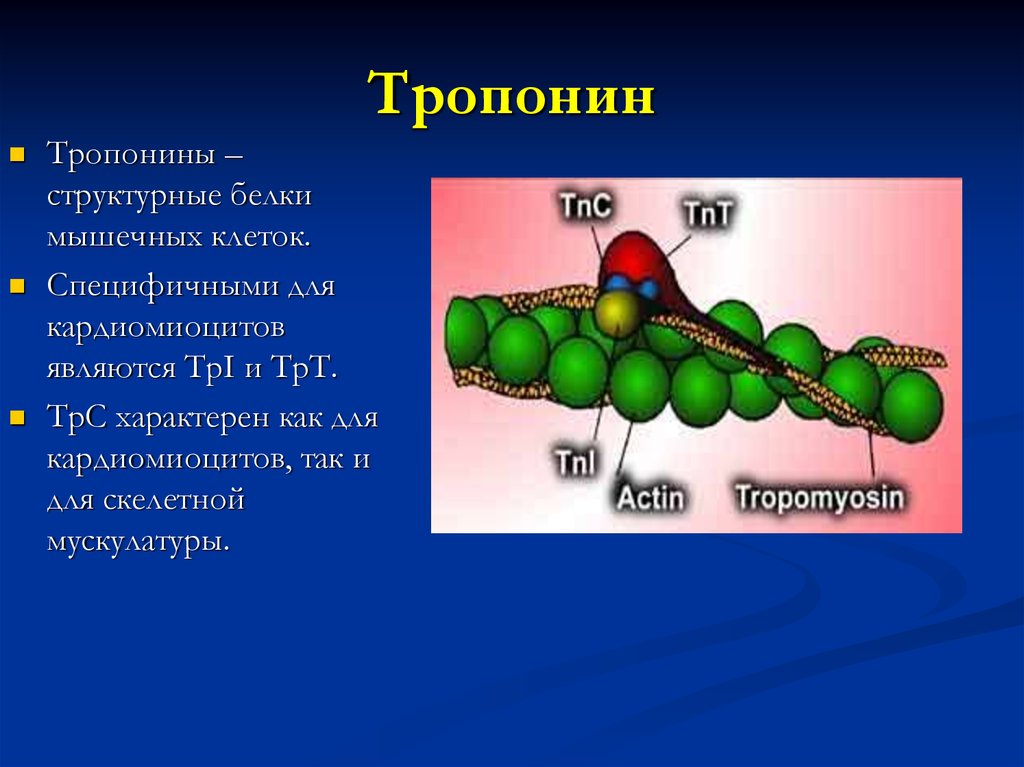 Тропонин анализ цена. Тропонин биохимия. Тропонин строение. Тропонин i. Тропонин и кальций.