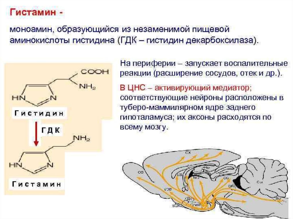 Гистамин действие