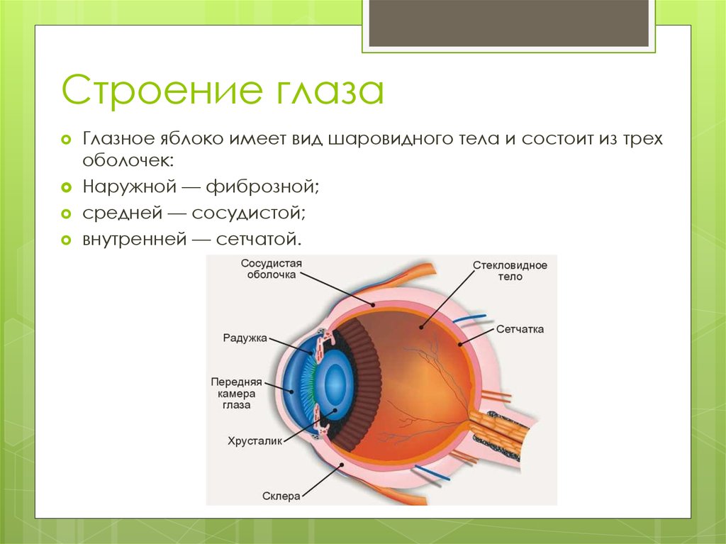 Оболочки глаза и их функции и строение. Строение глаза мембрана. Оболочки и структуры глазного яблока. Перечислите оболочки глазного яблока и их функции