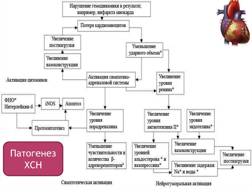 Принципы лечения сердечной недостаточности. Патогенетическая терапия сердечной недостаточности. Принципы лечения хронической сердечной недостаточности у детей. Принцип лечения ХСН У детей. Нейрогуморальная модель сердечной недостаточности.