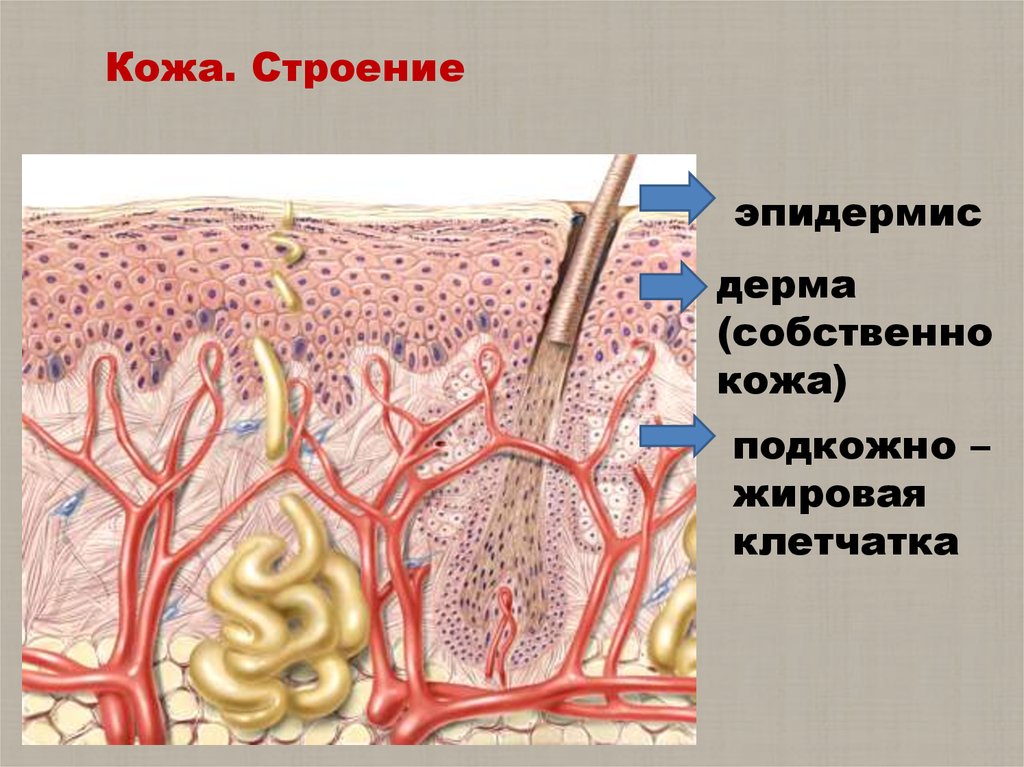 Презентация по анатомии кожа