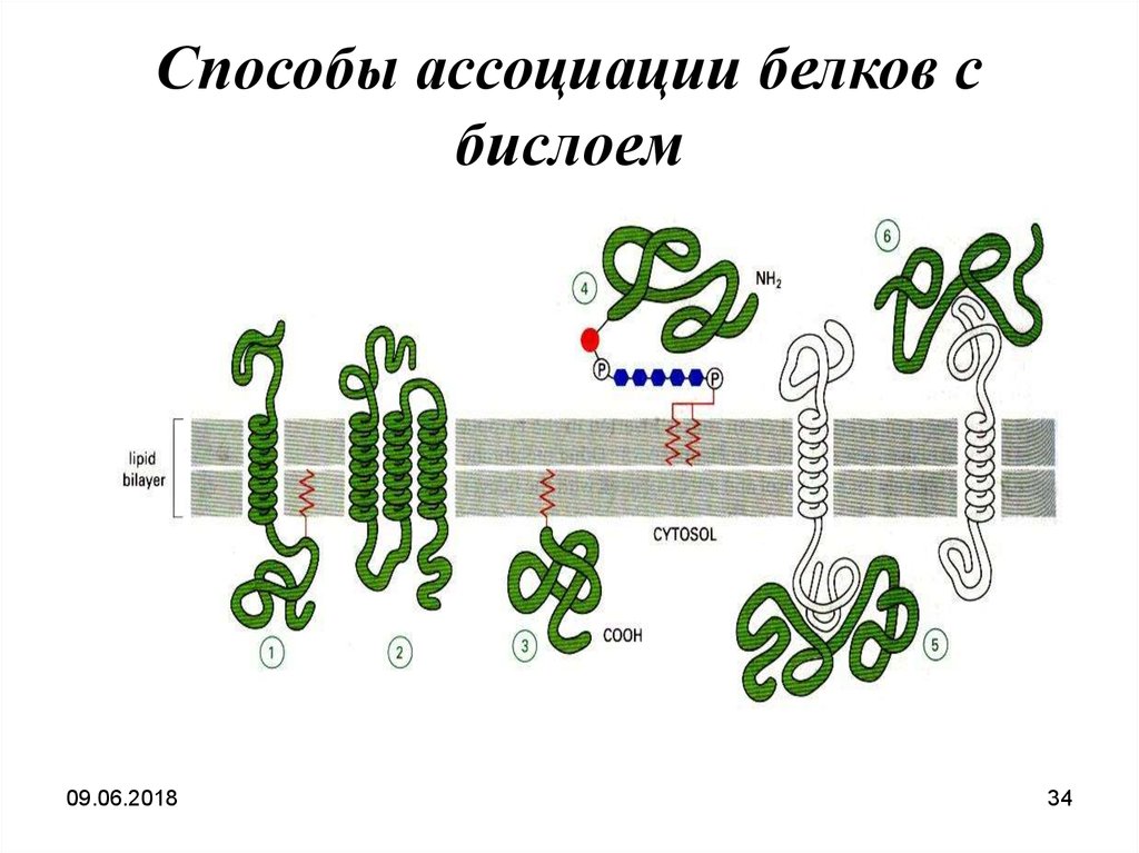 Каким номером на рисунке обозначена структура имеющая симбиотическое происхождение