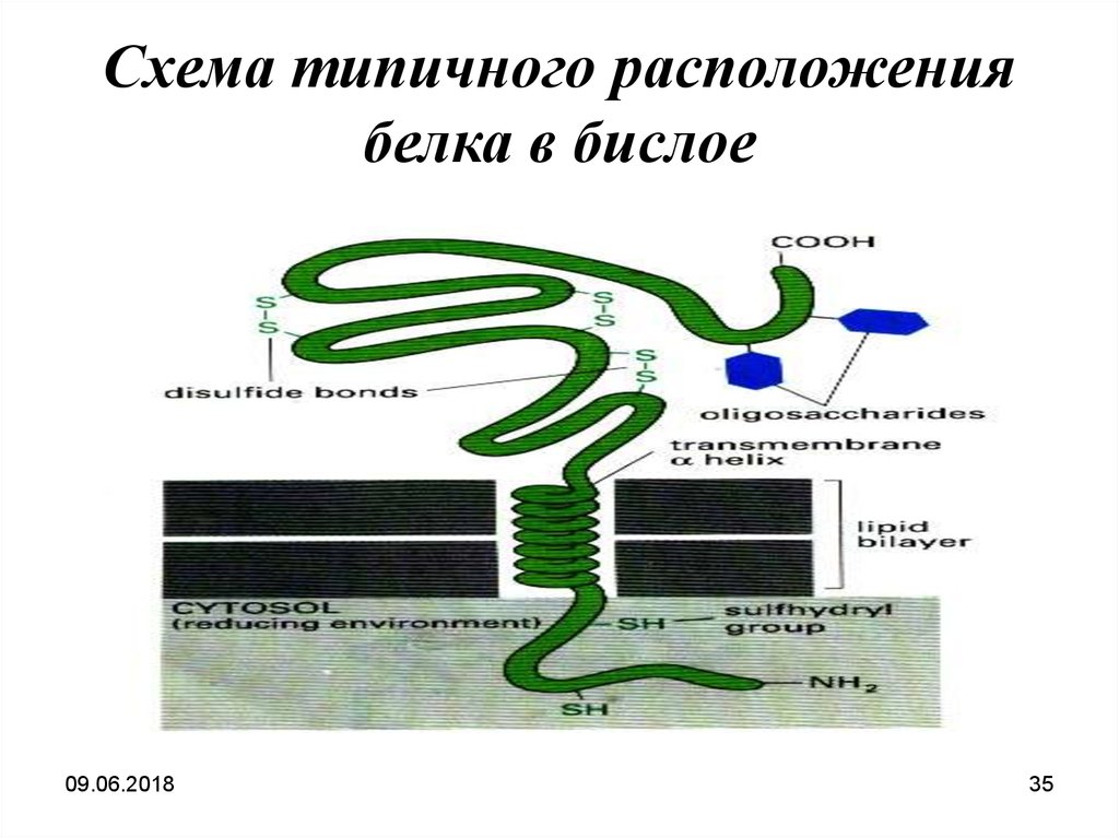 Расположение белков. Местоположение белков. Местоположение белка. Расположение типичное. Рассмотрите схему расположения белков AGP.