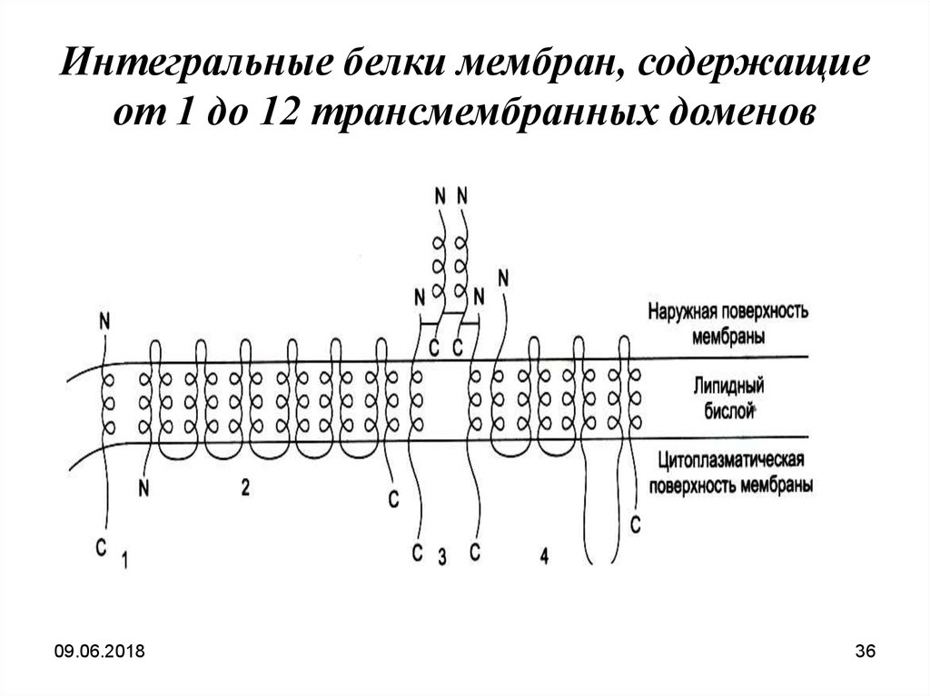 Белки мембраны функции. Функции интегральных белков плазматической мембраны. Интегральный белок функции в мембране. Функция интегрального белка в мембране. Интегральные трансмембранные белки функции.