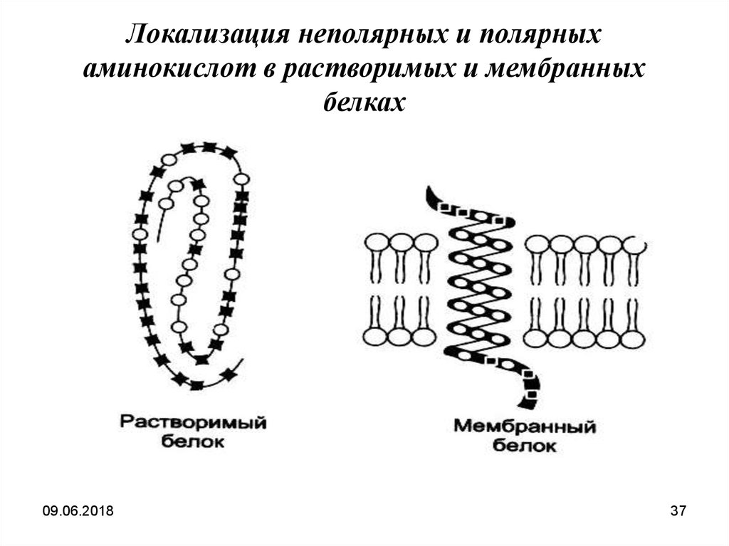 Синтез белков мембран