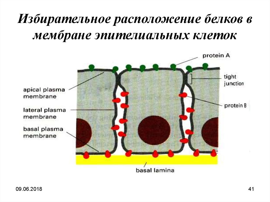 Расположение белков. Расположение белков в мембране. Полярность расположения клеток. Расположение белков в мембране клетки. Полярность клеток в эпителиях определяется.