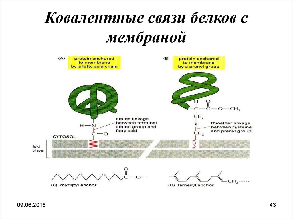 Связи белка. Виды связей в белках. Типы ковалентных связей в молекуле белка. Ковалентная связь белков. Ковалентные связи в третичной структуре белка.