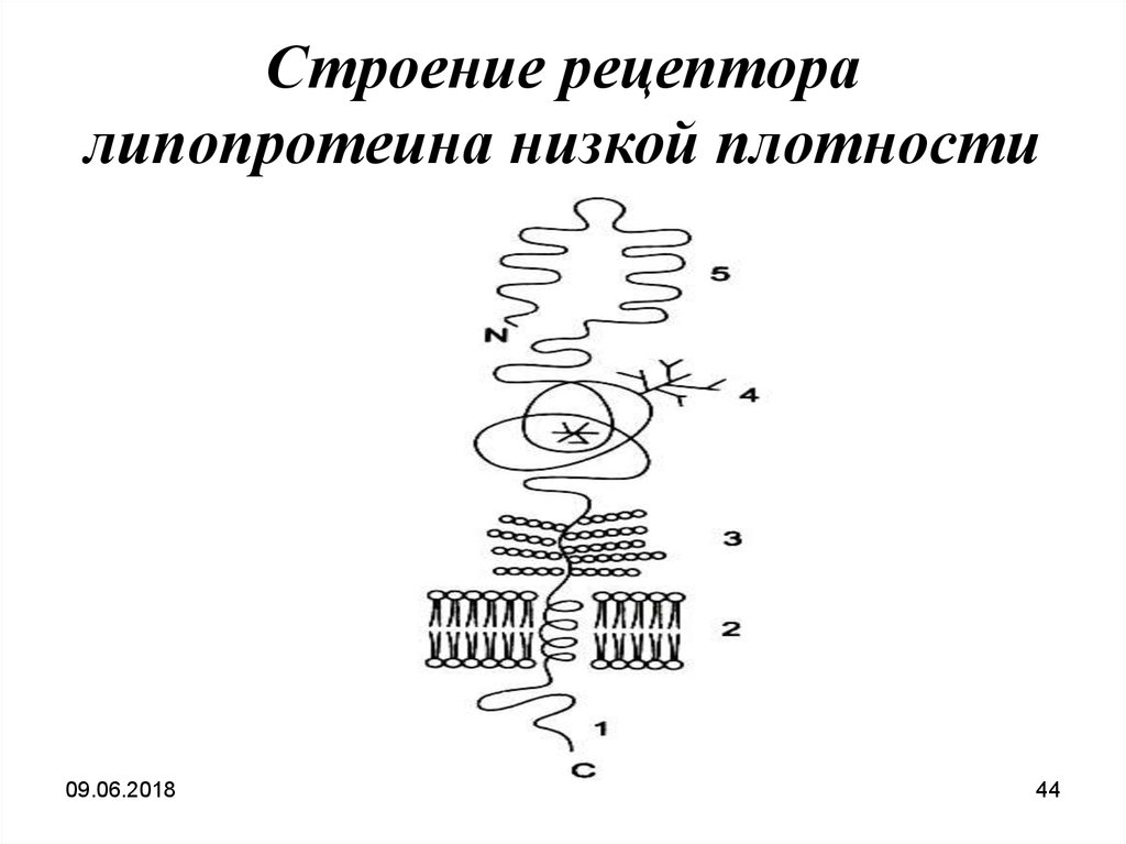 Схема строения липопротеинов