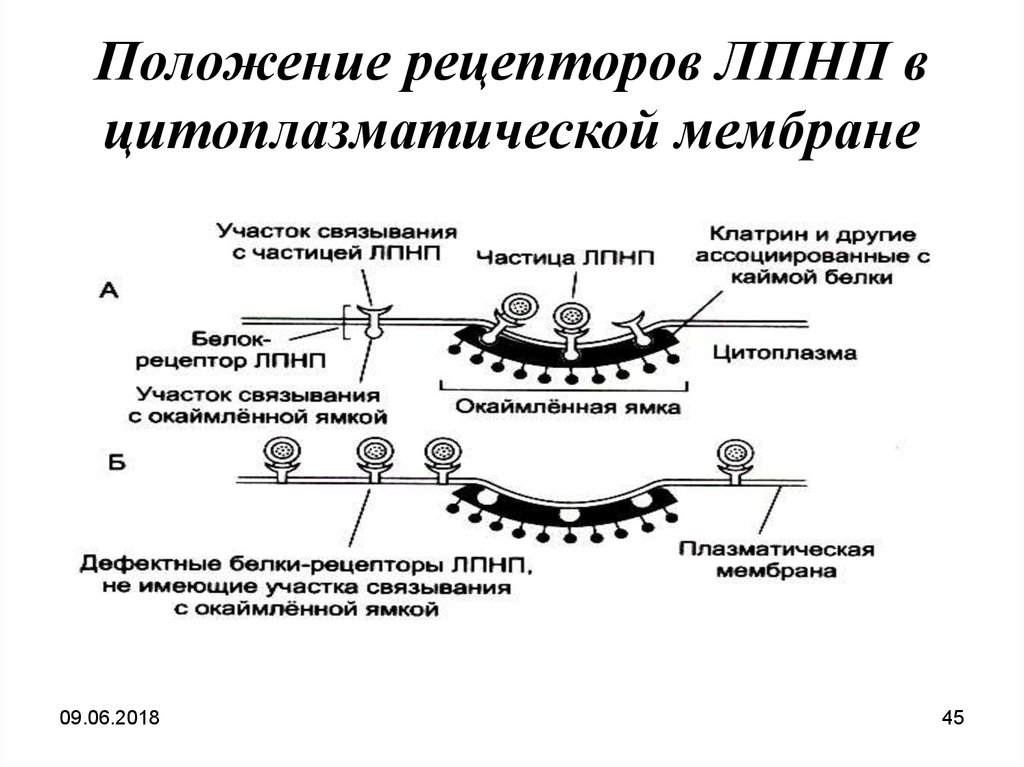 Липопротеиды низкой плотности. Структура рецептора ЛПНП. Рецепторы липопротеинов низкой плотности. Строение рецептора ЛПНП. Рецепторы цитоплазматической мембраны.