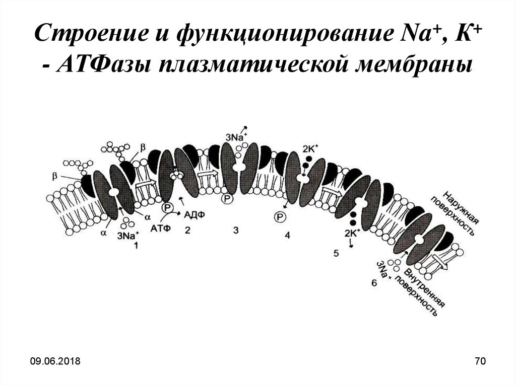 Строение и функционирование. Схема строения и функционирования na k АТФАЗЫ. Схема функционирования na, к-АТФАЗЫ. Схема строения и функционирования na k АТФАЗЫ плазматической мембраны. Строение натрий калиевой АТФАЗЫ.