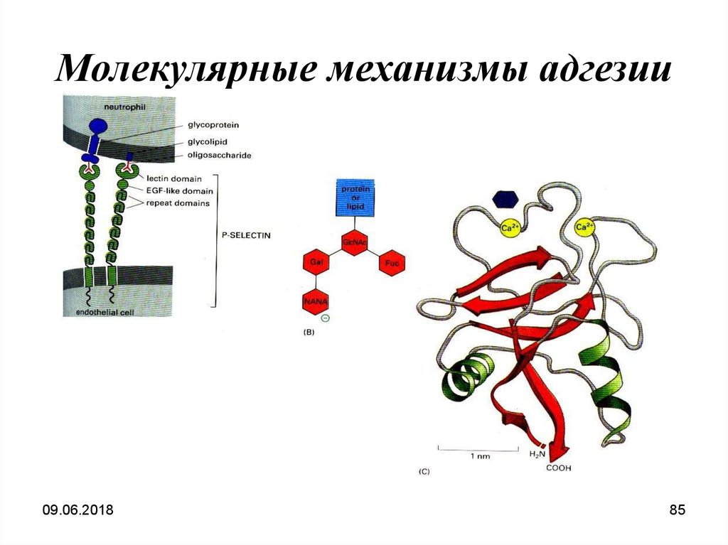 Молекулярные механизмы