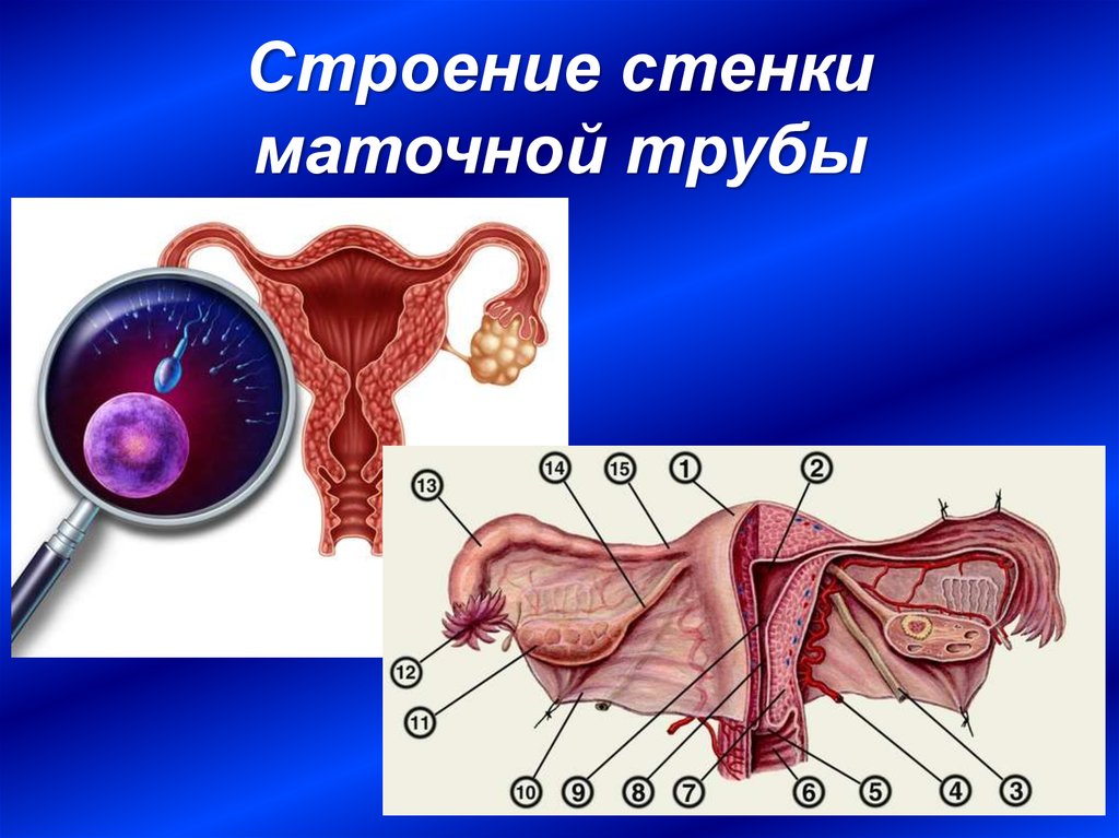 Трубы у женщины где находятся маточные анатомия рисунок