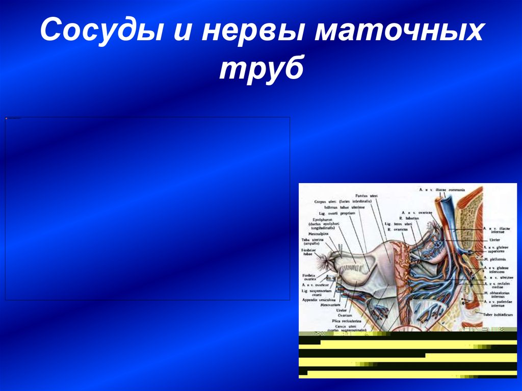 Сосуды и нервы маточных труб