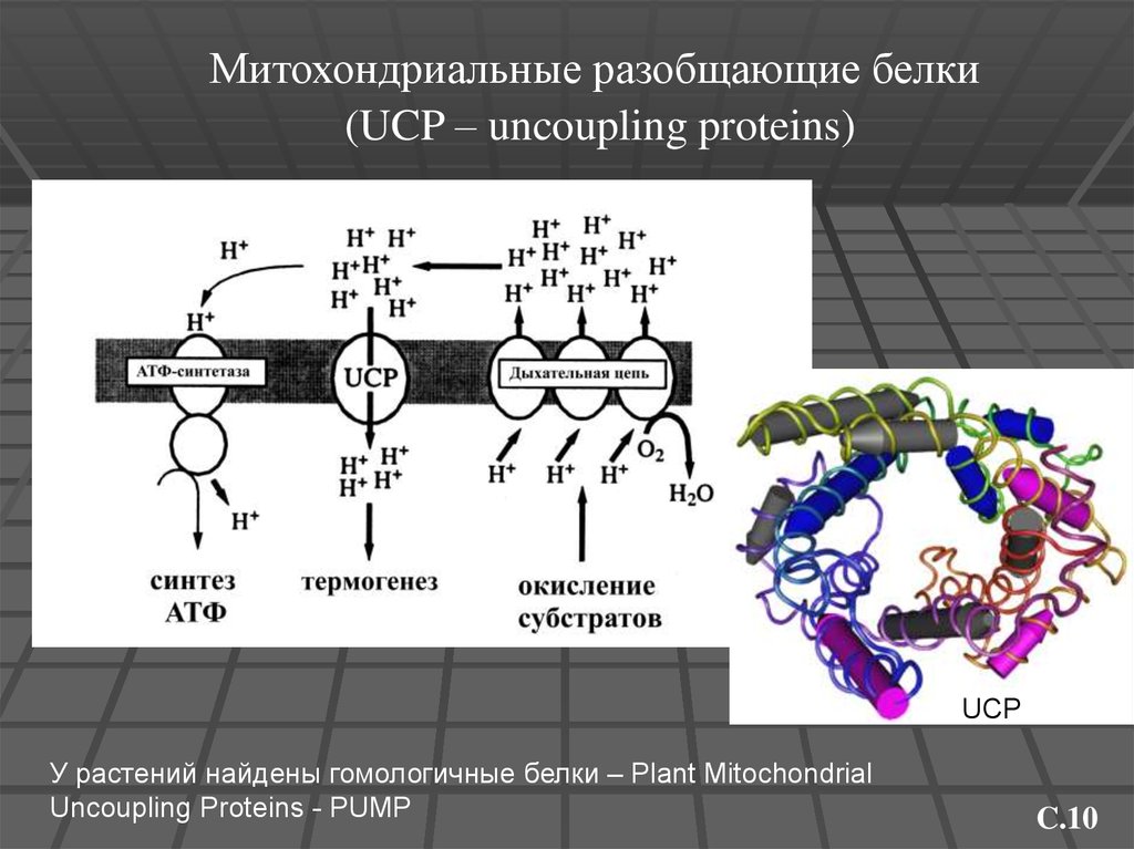 Схема полной цепи митохондриального окисления