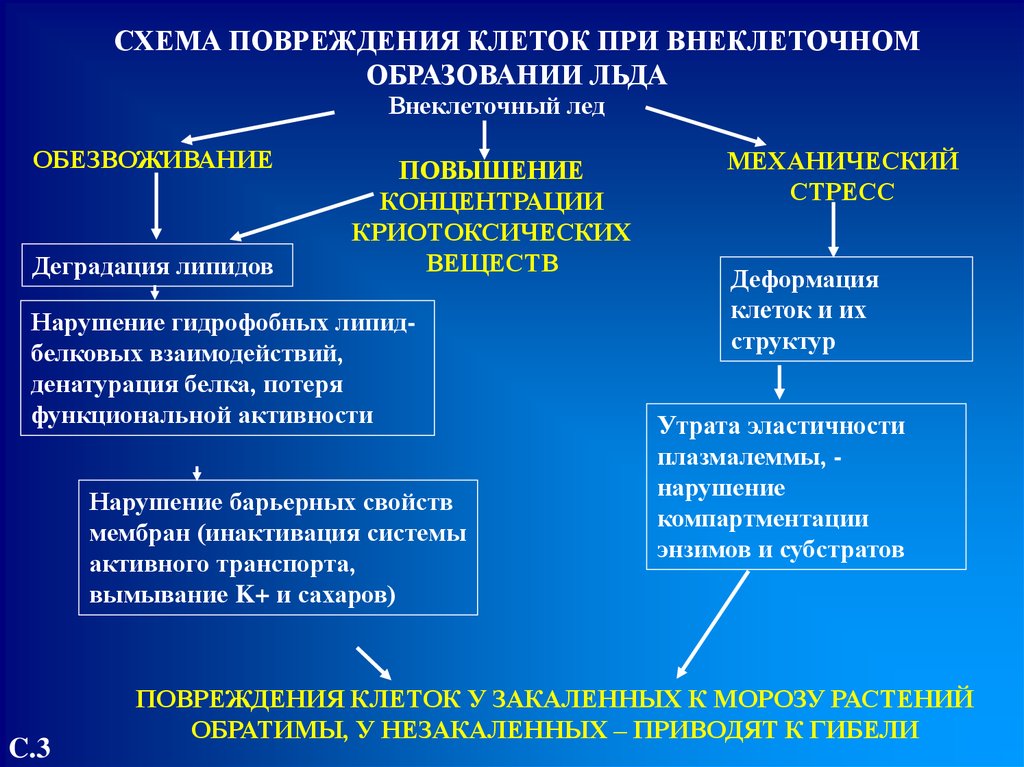 Действие реферат. Повреждение клетки схема. Липидный механизм повреждения клетки. Внеклеточное образование льда. Схема повреждения клеток при внеклеточном образовании льда.