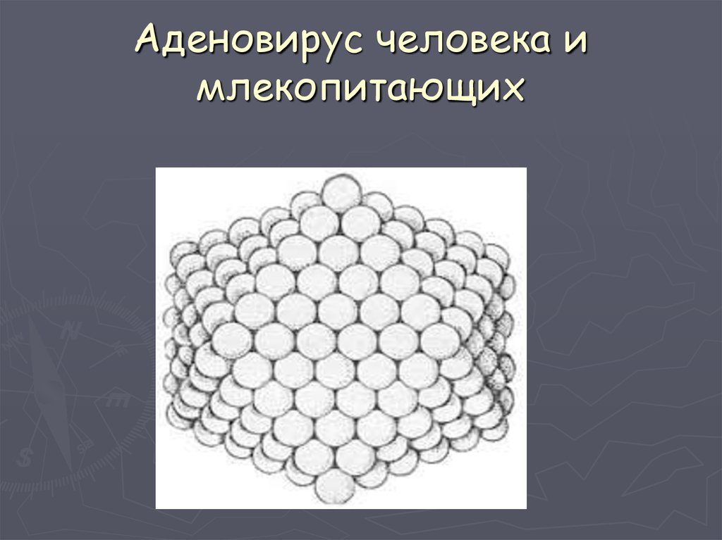 Аденовирус что. Аденовирус человека. Аденовирусы человека презентация. Аденовирус белого осетра. Тест на аденовирус.