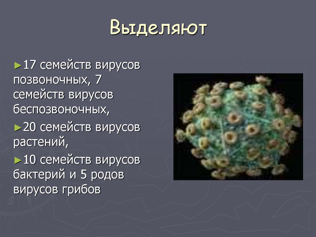 Неклеточные формы жизни вирусы бактерии. Вирусы грибов названия. Семейства вирусов. Вирусы грибов примеры. Семейства вирусов позвоночных.