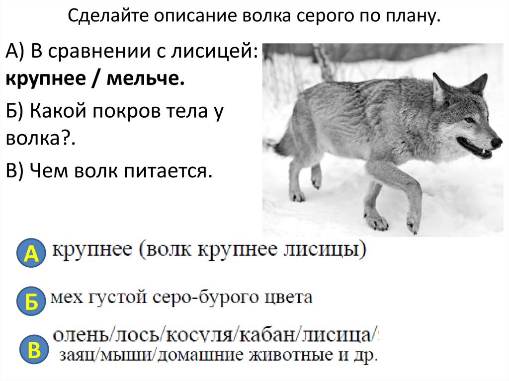 Описание картины серый волк. Описание серого волка. Признаки волка. Внешнее строение волка.